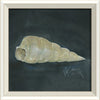 Coastal Seashell Watercolor Print – 8 Styles Available