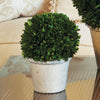 Boxwood Ball in Pot