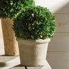 Boxwood Ball in Pot