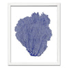 Classic Sea Fan Shadowbox