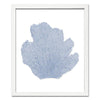 Classic Sea Fan Shadowbox