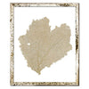 Classic Sea Fan Shadowbox