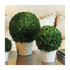 Boxwood Ball in Pot