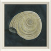 Coastal Seashell Watercolor Print – 8 Styles Available