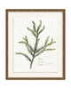 Framed - Laurel Gold - Torchon - Warm White Mat / 17.3 x 20.5