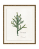Framed - Laurel Gold - Torchon - Warm White Mat / 20.5 x 24.5