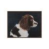 Springer Spaniel Portrait