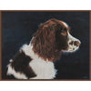 Springer Spaniel Portrait