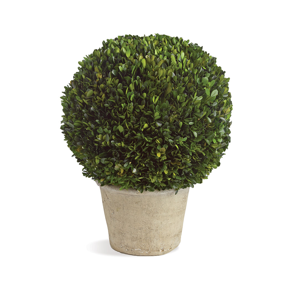 Boxwood Ball in Pot