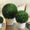 Boxwood Ball in Pot