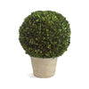 Boxwood Ball in Pot