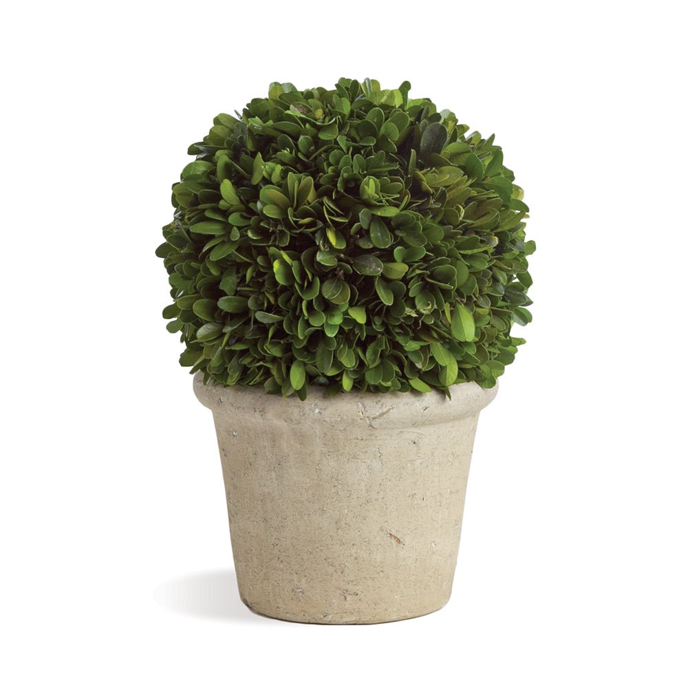 Boxwood Ball in Pot
