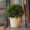 Boxwood Ball in Pot