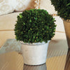 Boxwood Ball in Pot