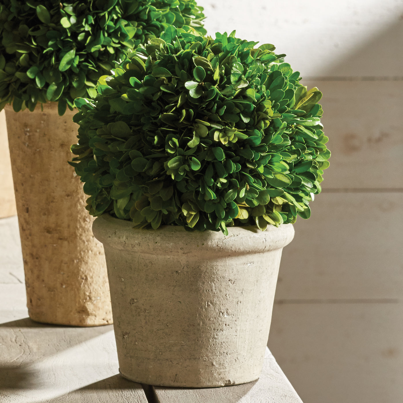 Boxwood Ball in Pot