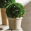 Boxwood Ball in Pot