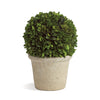 Boxwood Ball in Pot