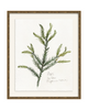 Framed - Laurel Gold - Torchon - Warm White Mat / 20.5 x 24.5