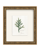 Framed - Laurel Gold - Torchon - Warm White Mat / 8.5 x 9.5