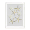 Starfish & Sand Dollars Mini Series (9 x 12)