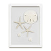 Starfish & Sand Dollars Mini Series (9 x 12)