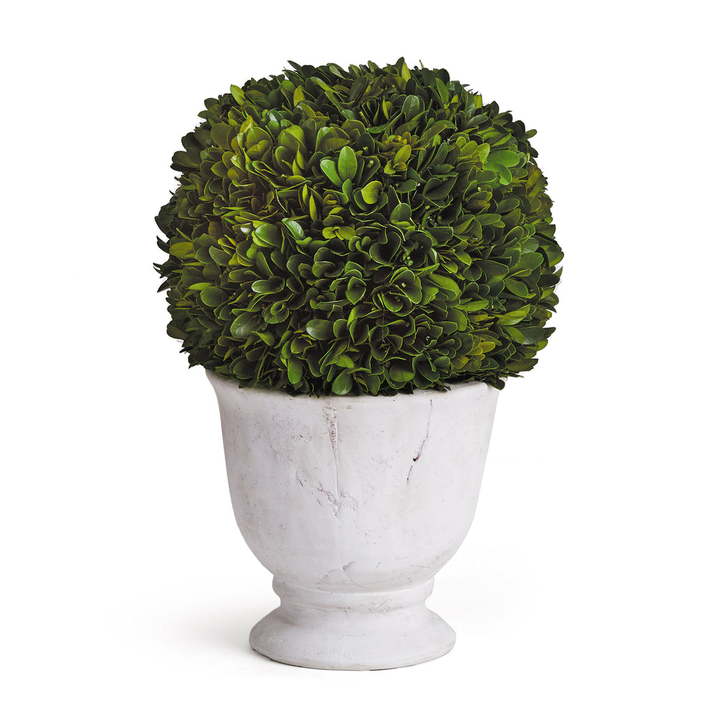 Clairmont Boxwood Topiary in Small