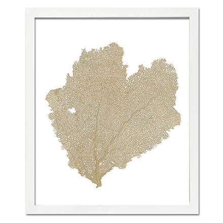 Classic Sea Fan Shadowbox