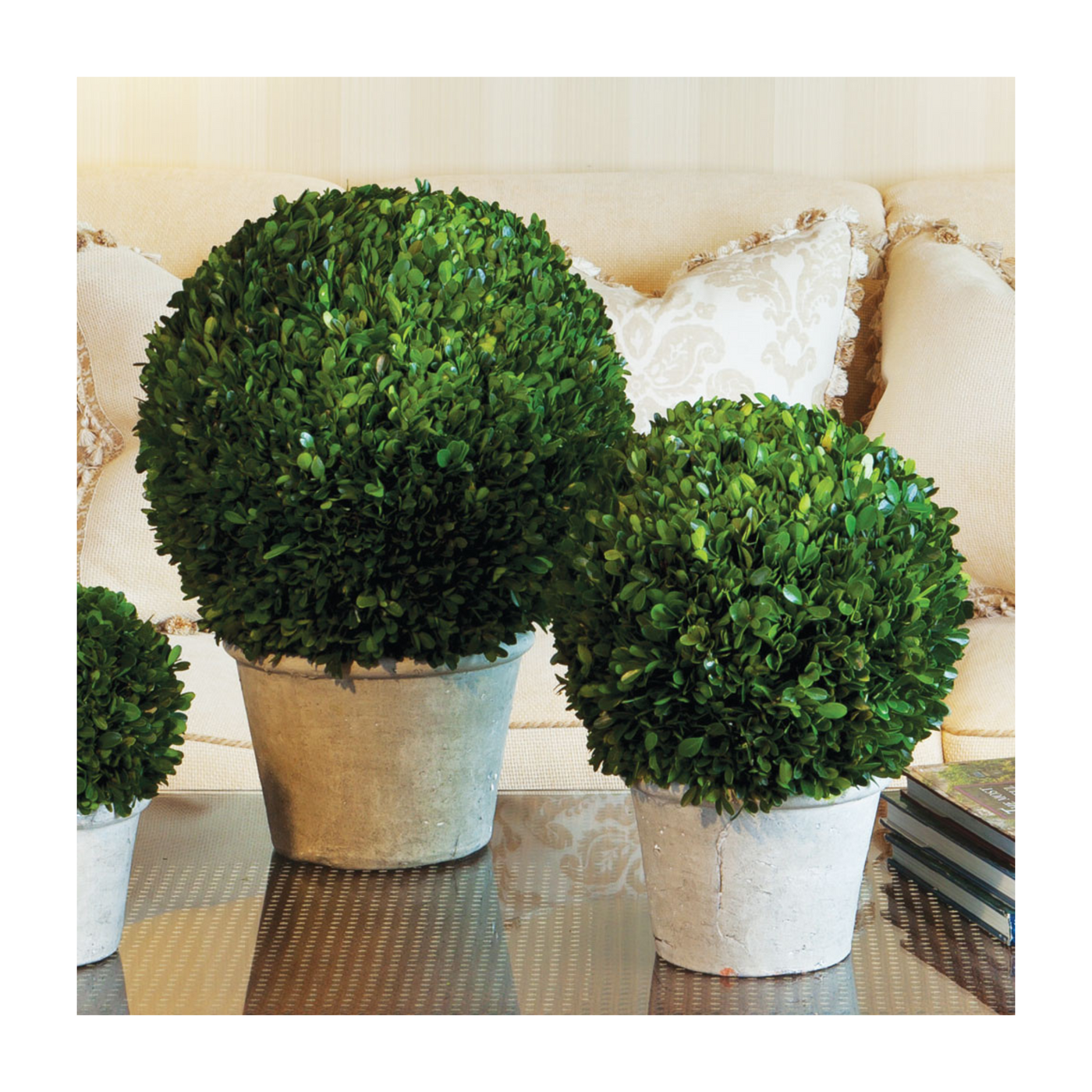 Boxwood Ball in Pot