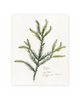 Unframed Smooth Print / 8 x 10