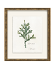 Framed - Laurel Gold - Torchon - Warm White Mat / 12.5 x 14.5