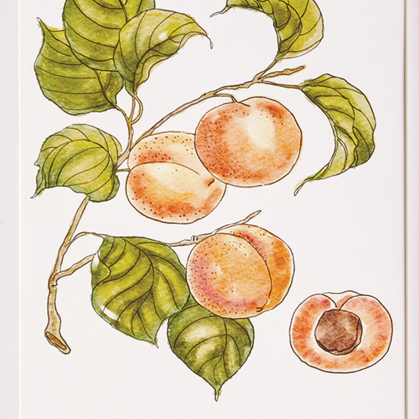 Autumnal Fruit Prints, Set of 4