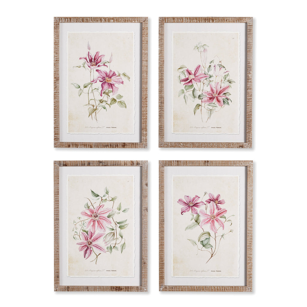 Pink Clematis Prints, Set of 4