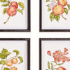 Autumnal Fruit Prints, Set of 4