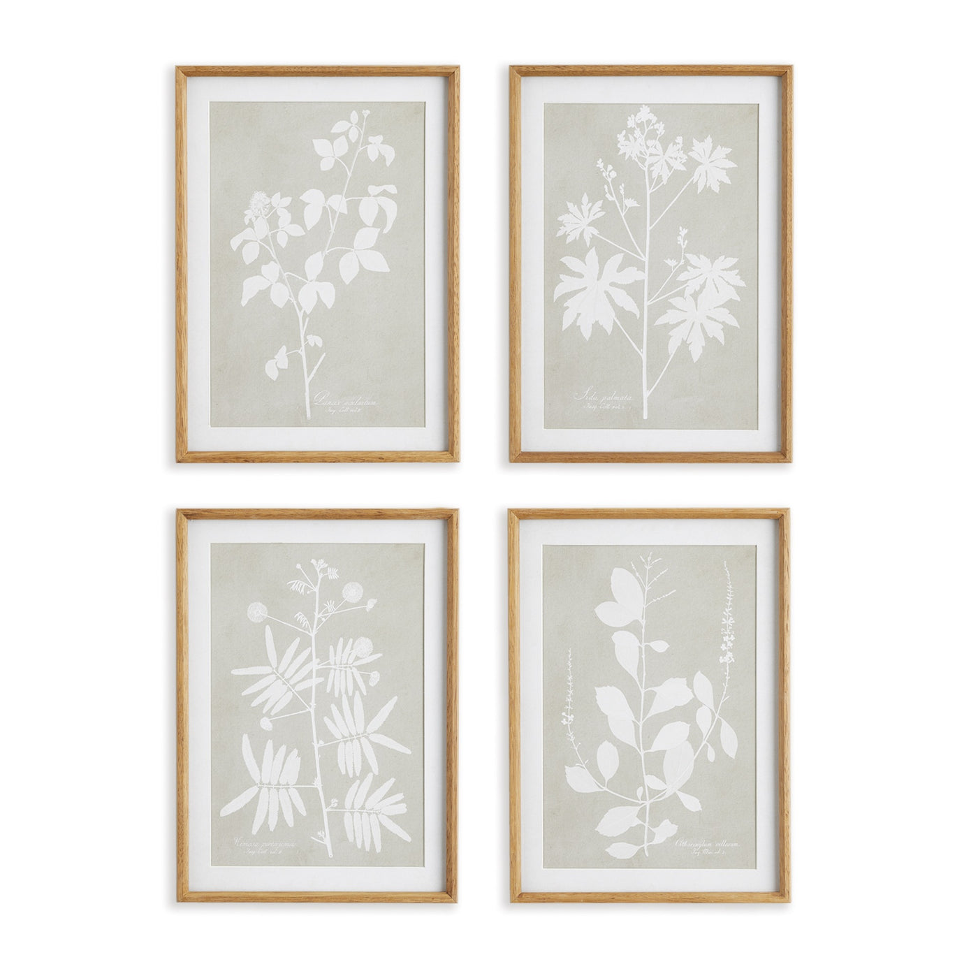 Foliage Study, Set of 4