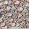 Block Island Shell Wall Art