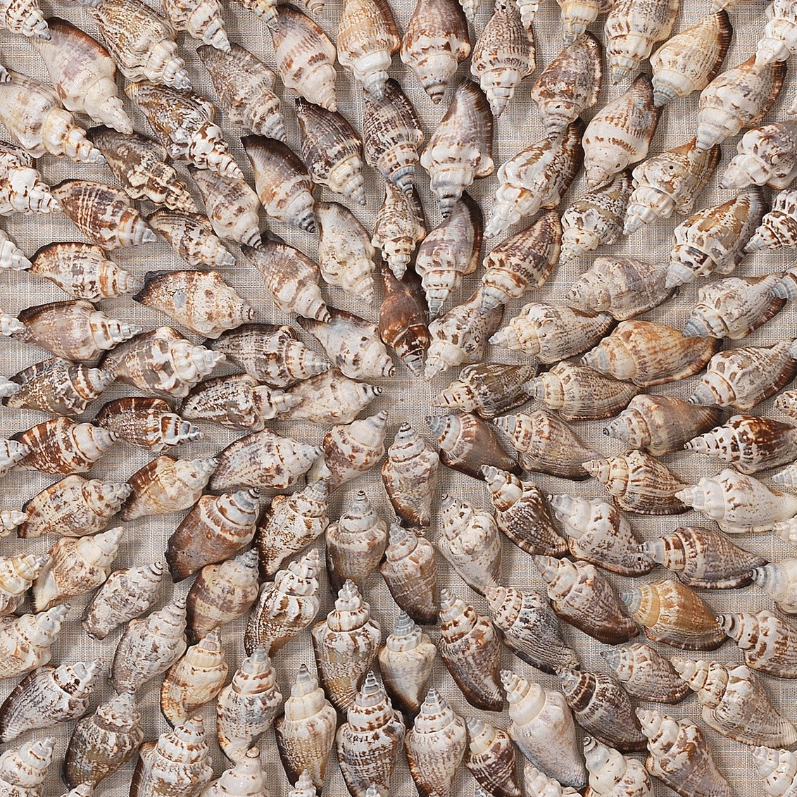 Oyster Bay Shell Wall Art