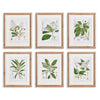 Classic Flower and Leaf Study, Set of 6