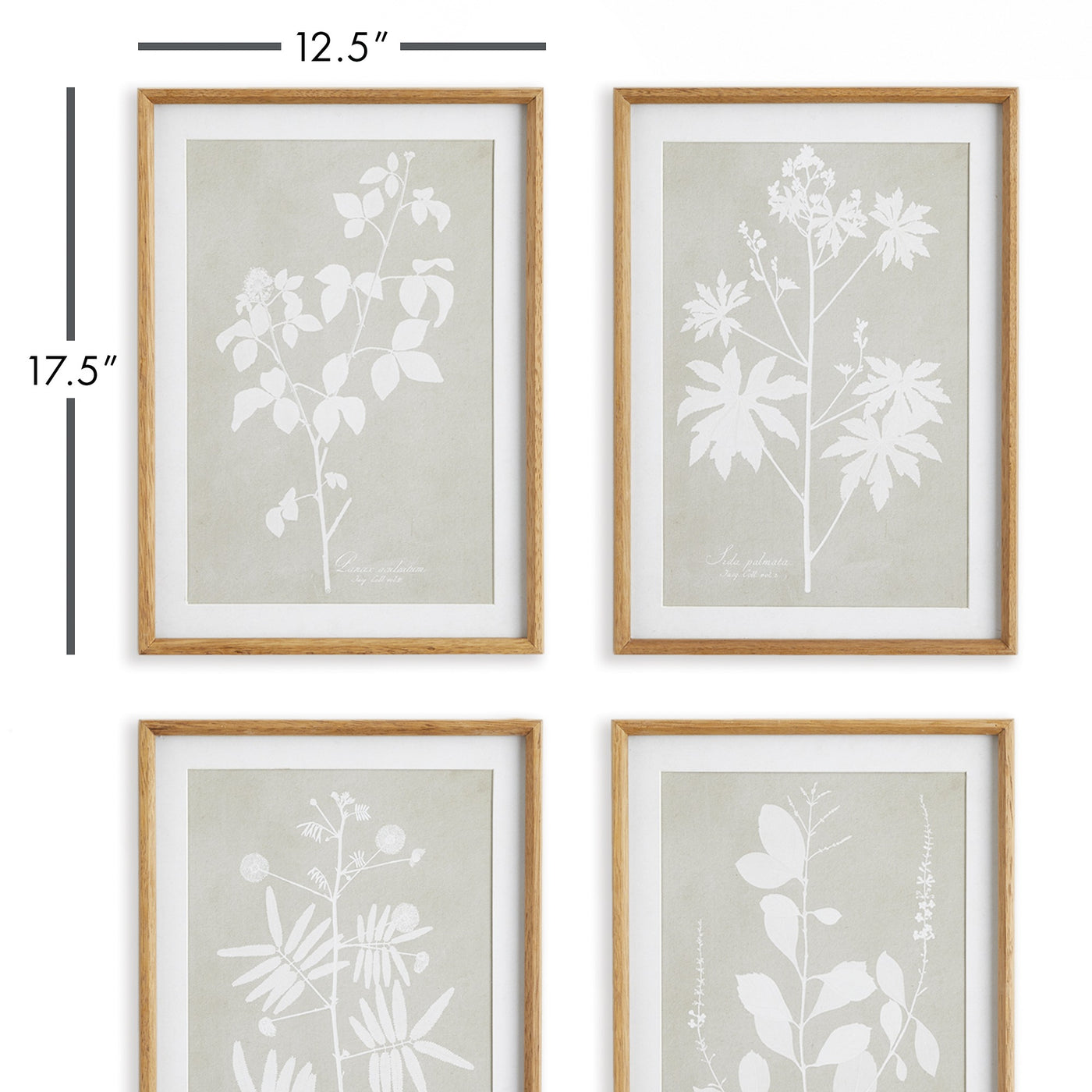 Foliage Study, Set of 4