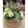 Bradford Oval Compote Basket